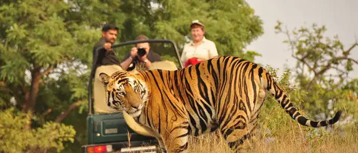 JUNGLE SAFARIS - 11 BEST Jungle Safaris IN India