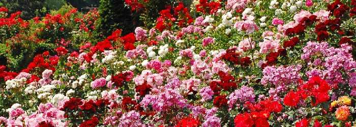 Rose Garden | Top 5 Ooty Places To Visit 