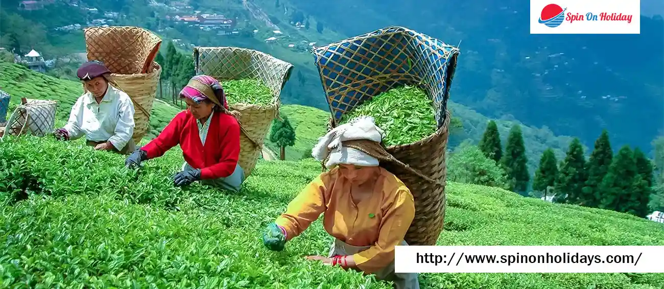 Darjeeling Tour Packages